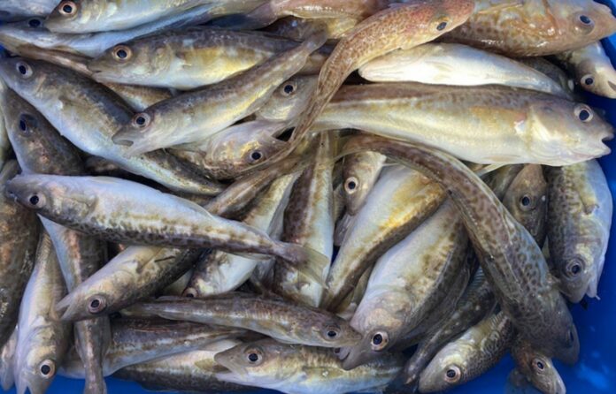 Coastal Cod Population Thrives: Rumours Of Extinction Are Actually Not True