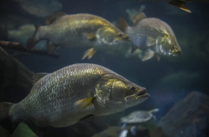 Fish Virus Hunter: New Method Can Detect All Strains Of Deadly ISKNV