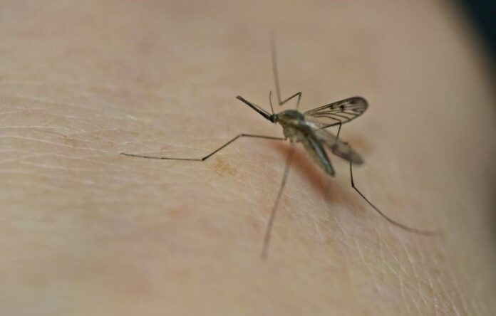 New Biomaterial Replaces Human Test Subjects in Mosquito Bite Trials