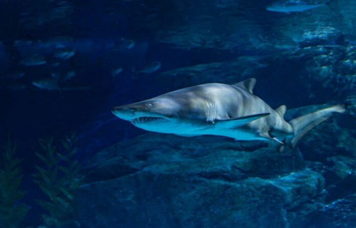 Swimming With Sharks: Will It Ever Be Safe? - This Is What New Report Says