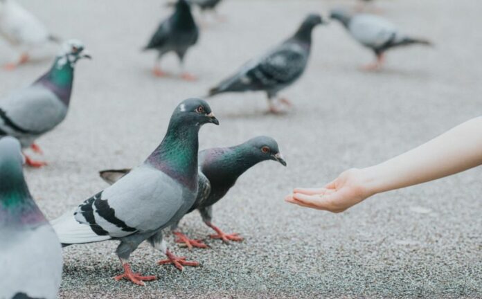 'The Pigeons Are Like AI Masters' Can Mirror High Tech