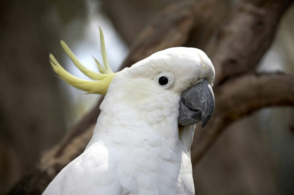 We Really Did Not Know Goffin’s Cockatoos Also Have This ‘Stunning’ Behavior - So Far, Only Seen In Chimps