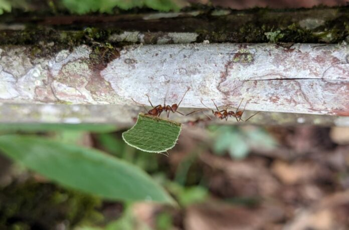 4 Quadrillion Ants Can't be Wrong: The Secret to Ants' Global Domination