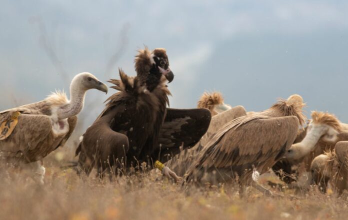Endangered Cinereous Vulture Makes Historic Return to Bulgaria after 36 Years
