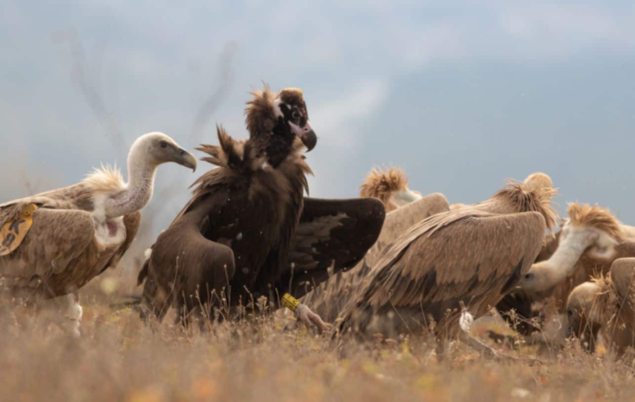 Застрашеният пясъчен орел исторически се завръща в България след 36 години