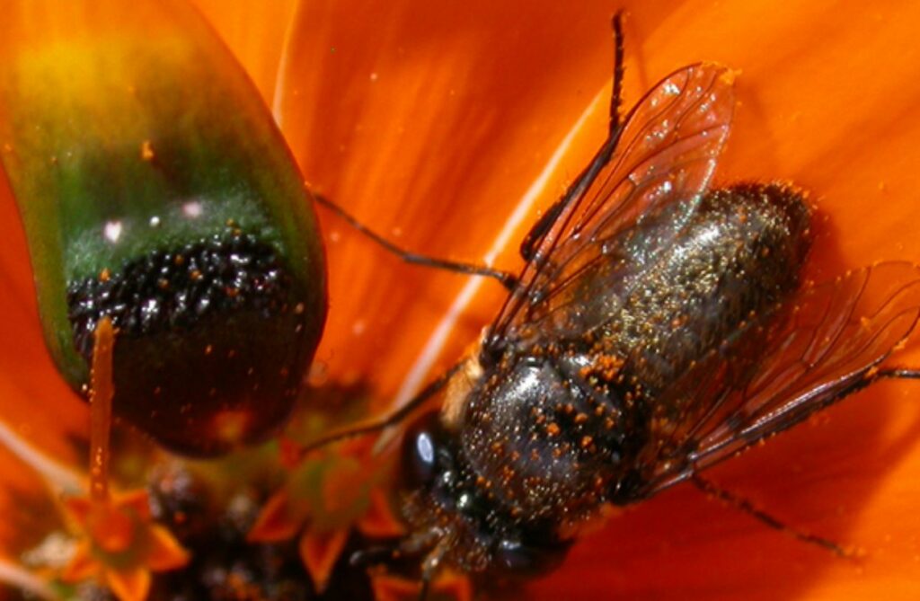 Fake Fly Gene That Helps South African Daisy Outwit Male Flies Identified