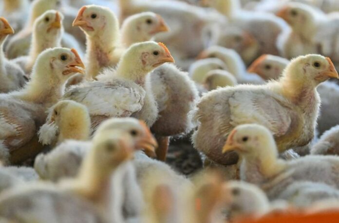Highly Pathogenic H5N1 Avian Influenza Virus Detected in Unusual Host, CDC Reports