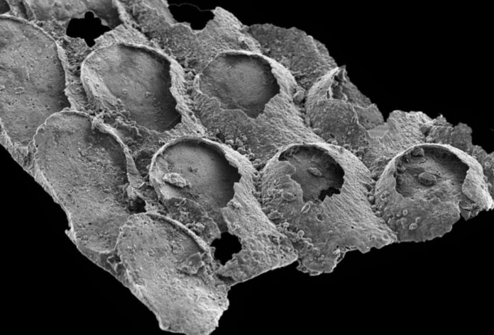 Mysterious Fossils Thought To Be The Oldest Bryozoans Turn Out To Be Seaweeds