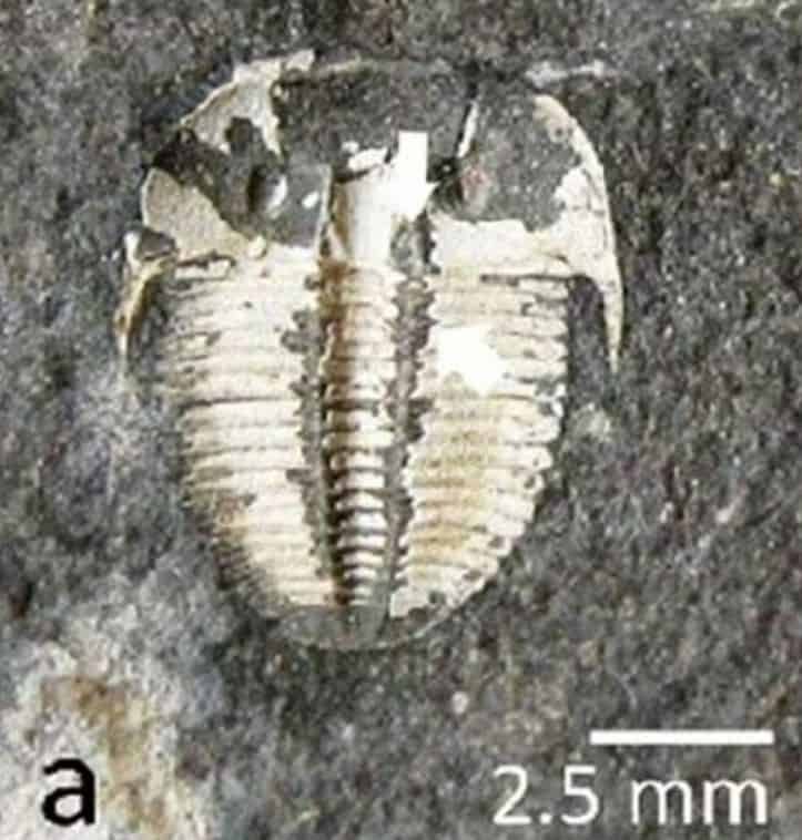 Mystery solved: Trilobites had a 'third eye' all along, study finds