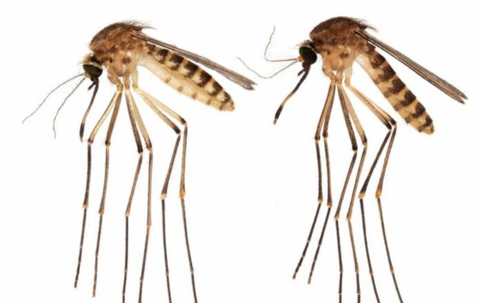 New Mosquito Species Identified in Florida: What We Know So Far