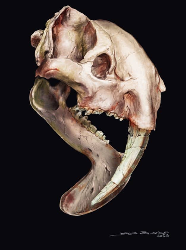 New Study Explores How the Marsupial Sabertooth Thylacosmilus Adapted for Hunting with Wide-Set Eyes