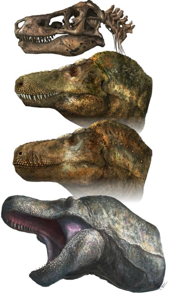 New Study Says Predatory Dinosaurs Had Scaly Lips, Not Exposed Teeth
