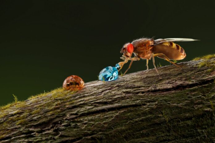 New Taste Receptor Identified Helps Fruit Flies Avoid Alkaline Food