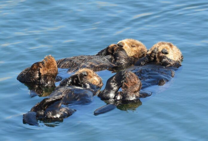 Rare Strain Of Toxoplasma That Can Even Spread To Humans Killed Four Sea Otters In California