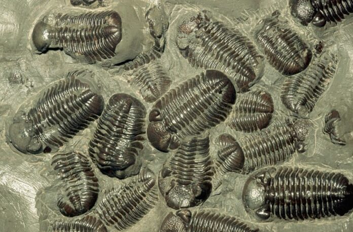 Trilobites Join the Three-Eyed Club: Fossil Discovery Solves Long-Standing Mystery
