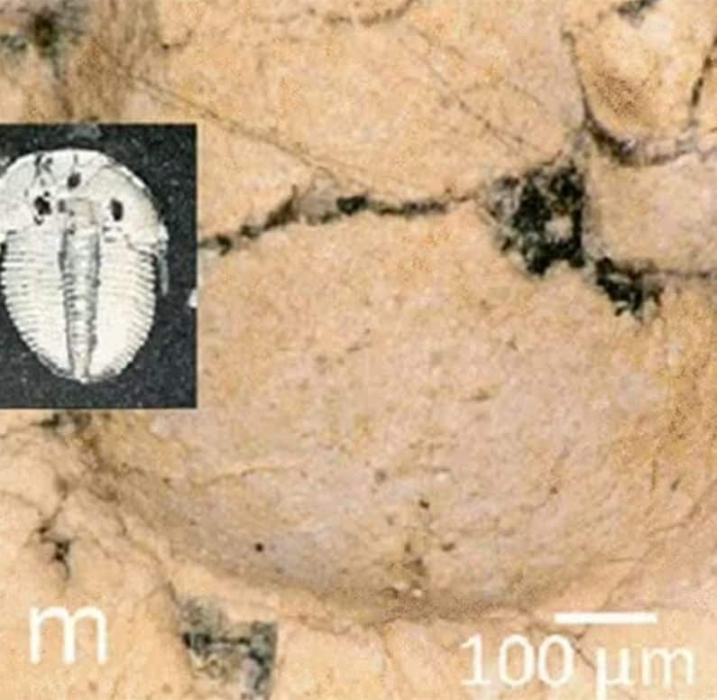 Trilobites' 'third eye' discovered after 150 years of investigation