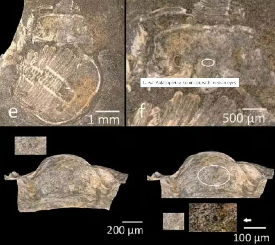 Unusual fossil reveals new insights into trilobite vision