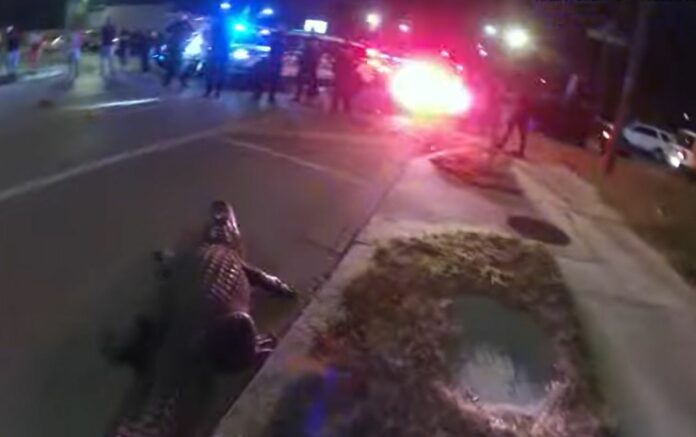 Watch: Florida Police Officers Wrestle Giant Alligator on City Streets