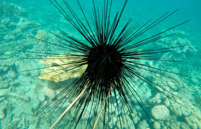 Breakthrough in Marine Science: Meet the Killer Behind Devastating 2022 Sea Urchin Die-Off