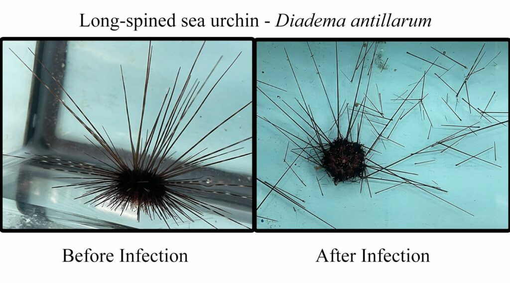 Revealed: Scuticociliate Behind Massive Long-Spined Sea Urchin Die-Off in 2022