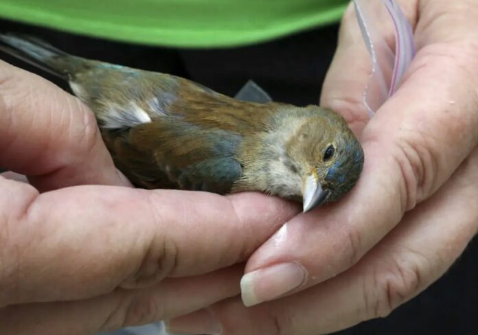 American Birds Are Shrinking With the Warming World, Claims New Research