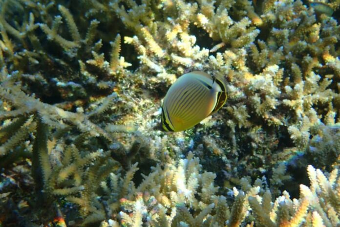Coral-Killer in Disguise: Grazing Fish Poop Contains Dangerous Pathogens, Researchers Find
