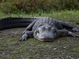 Giant Gator's Surprise Attack: Workers Face Heart-Stopping Moment in Florida