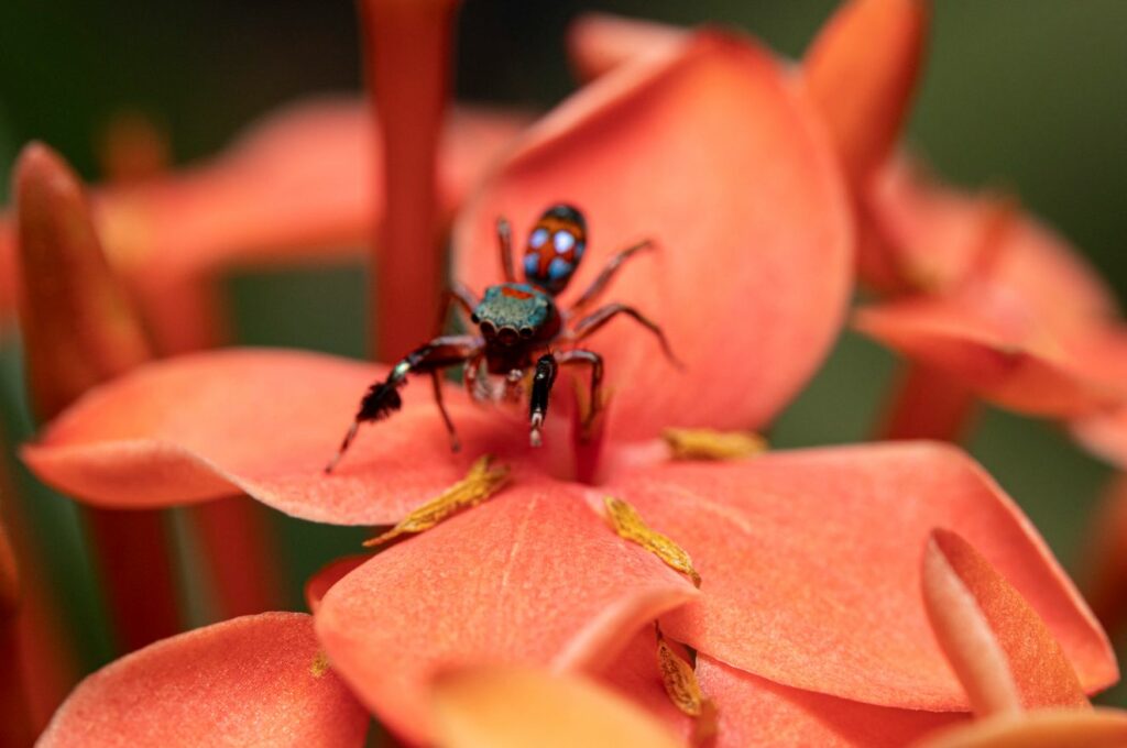 Meet the Strange Colorful Jumping Spider Who Camouflages With Plants and Walks Like An Ant to Avoid Being Eaten