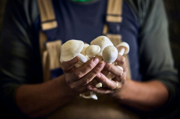 Mushrooms May Be The Best Food for Your Health - But Which Mushroom You Should Eat