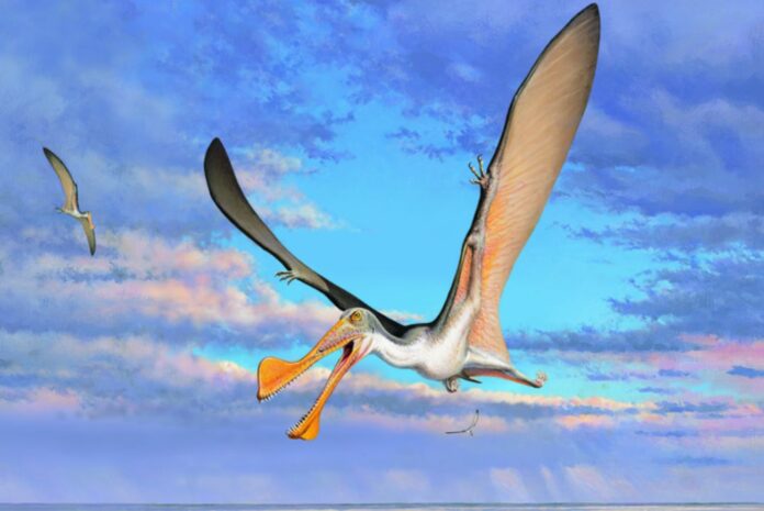 Mysterious Fossils Turn Out to Be Australia's First Young Pterosaur - and That's Not All