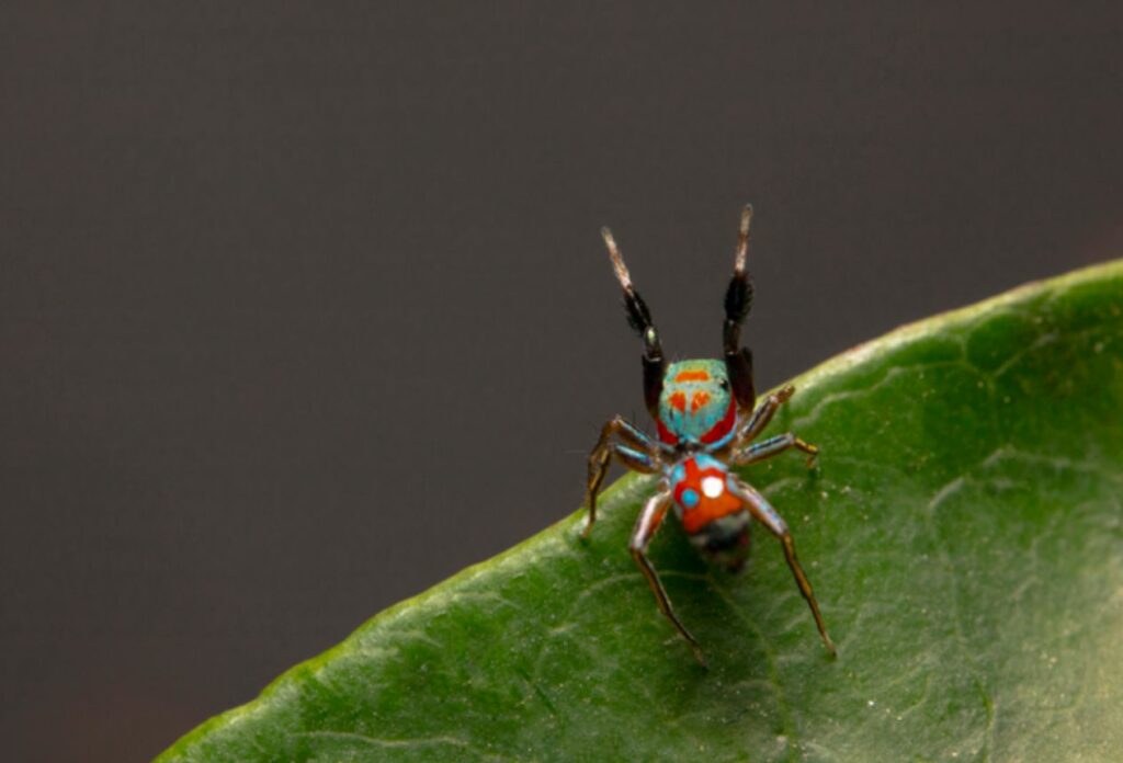 Nature's Trickster: Meet the Jumping Spider that Uses Plant Camouflage and Ant Movement to Stay Alive