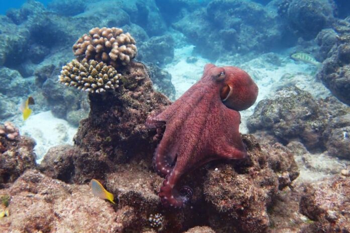 Octopus and Humans Share a Surprising Behavior - We Just Never Seen It Until Now, New Research Shows