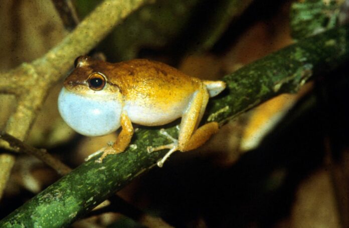 One of Puerto Rico’s Most Iconic Animals Coqui Frogs Stop Singing 'Co-qui' As Island Heats Up