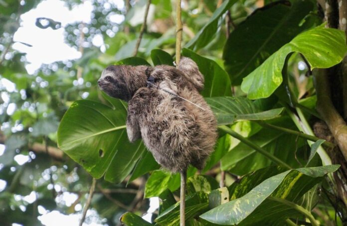 The Elusive Nature of Sloths Reveals How Animals Change With Nature