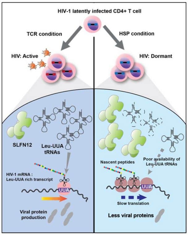 The Search for a Cure: Schlafen 12 Identified as Promising HIV Treatment Target