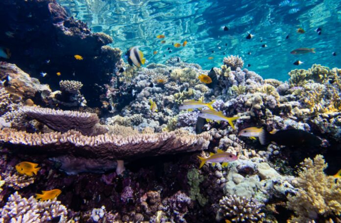 There's Another Thing Killing Coral Reefs Early - and We Can Actually Fix This Problem, New Findings Suggest