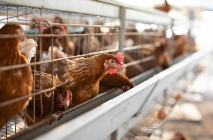 Bird Flu is a Huge Problem Now – But Anyone Who Thinks It Can Spread to Humans Should Read This