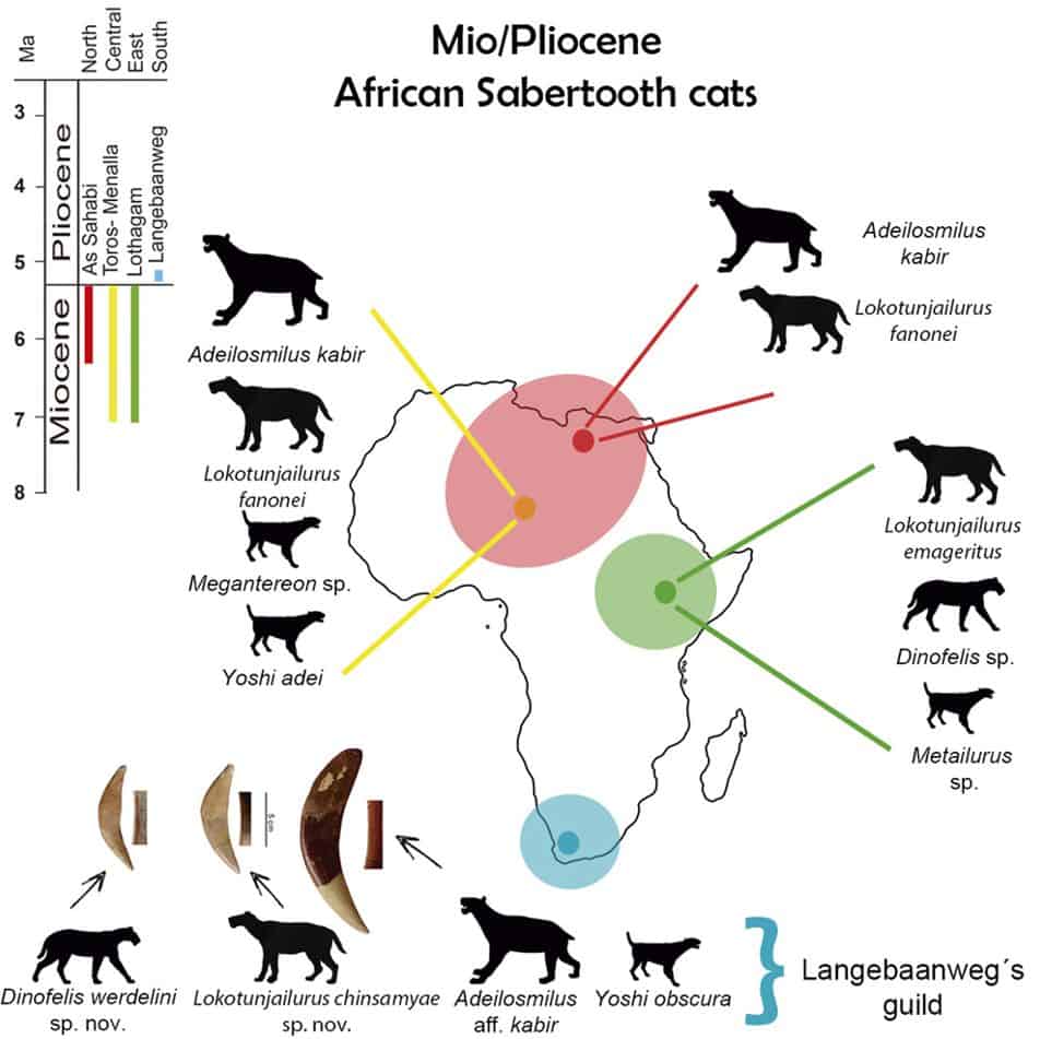 Eski Sabertooth Kedileri Ortaya Çıktı: Araştırmacılar Daha Önce Bilinmeyen İki Tür Belirledi