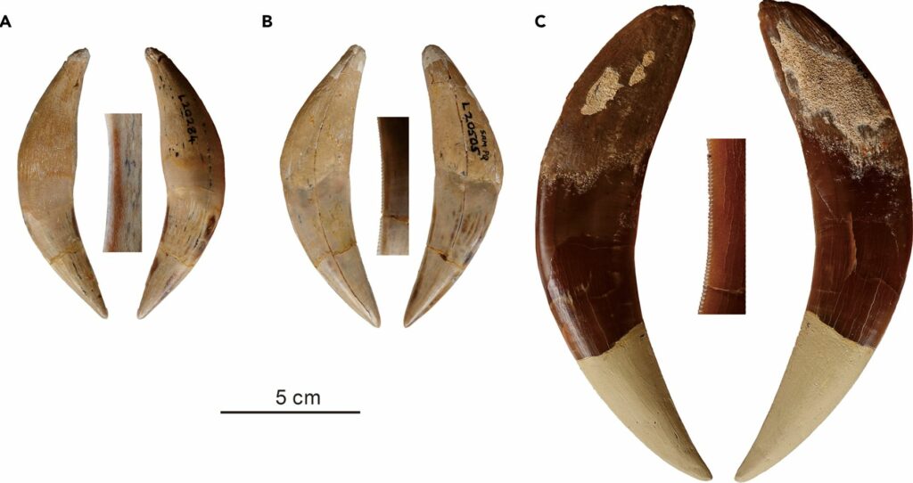 Breaking Discovery: Paleontologlar, Eski Afrika'dan İki Yeni Sabertooth Kedisi Türü Ortaya Çıkardı