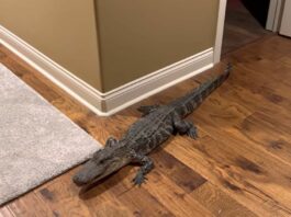 Gator’s Surprise Visit: Couple's Home Becomes Alligator's Unexpected 'Cool' Hangout – Video Shows
