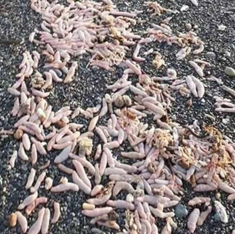 Locals Stunned as Beach Overrun by Thousands of Penis-Like Creatures
