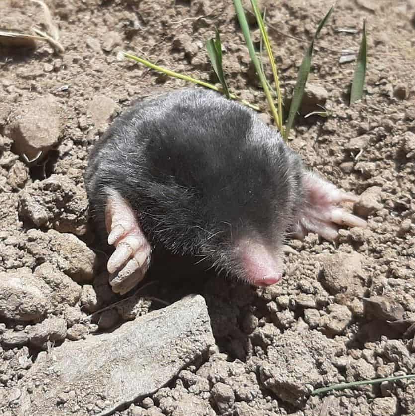 Unearthing Hidden Gems: New Mole Species Discovered in Eastern Turkey's Mountains