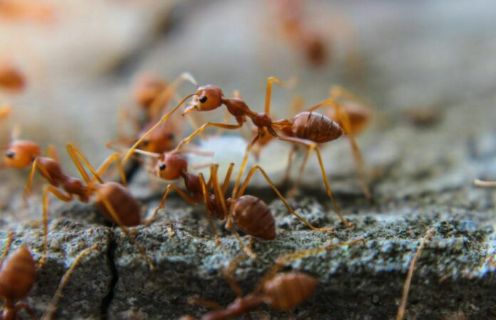 Blood-Brain Barrier in Ants Alters Hormone Levels to Direct Behavior