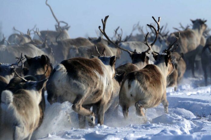 The (Secret) World of Reindeer: 'Another Thing' You Should Know About Them - According to New Study