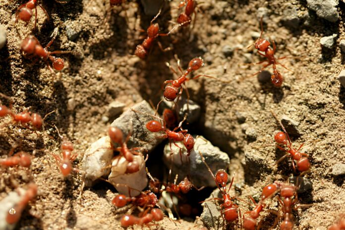 Researchers Show Another Incredible Skill Fire Ants Have