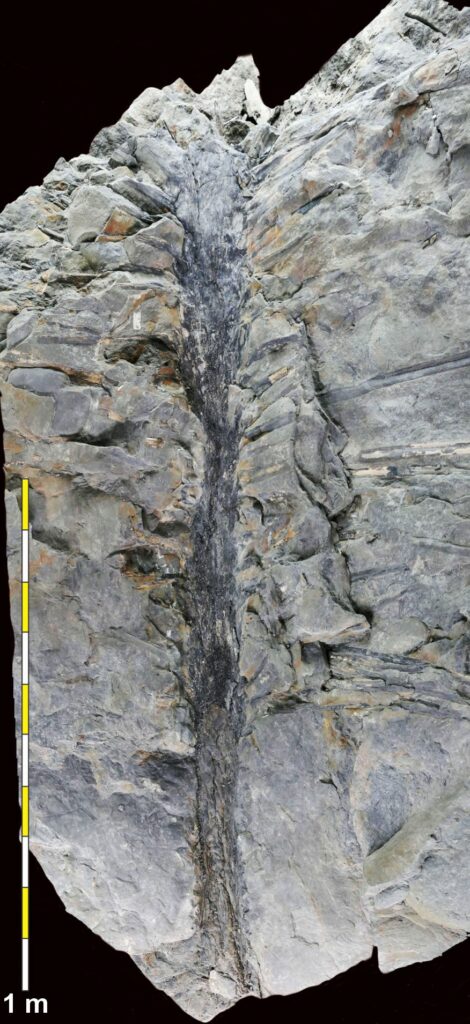 Lost Worlds Revealed: Extraordinary Fossils Paint New Portrait of Early Trees