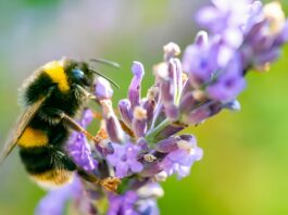 Bumblebees Are as Clever as Humans, New Study Finds