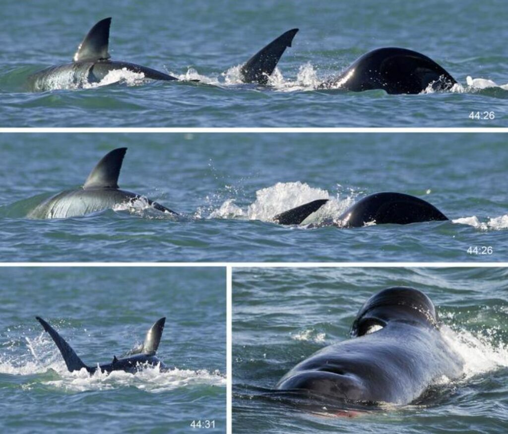 Orcas' Tactical Brilliance Shocks Scientists in Epic Clash with Great White Sharks